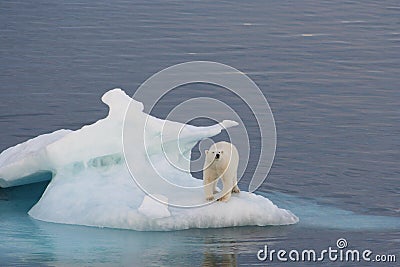 Polar Bear Stock Photo