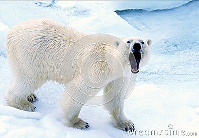 Polar Bear Stock Photo