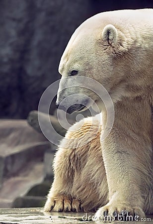 Polar Bear Stock Photo