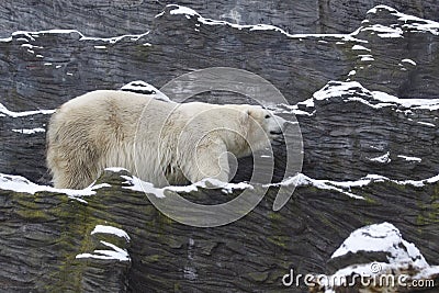 Polar bear Stock Photo