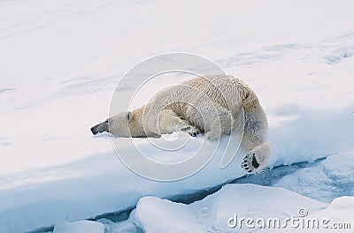 Polar Bear Stock Photo