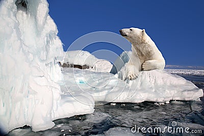 Polar bear Stock Photo