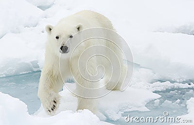 Polar Bear. Stock Photo