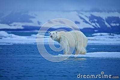 Polar bear Stock Photo