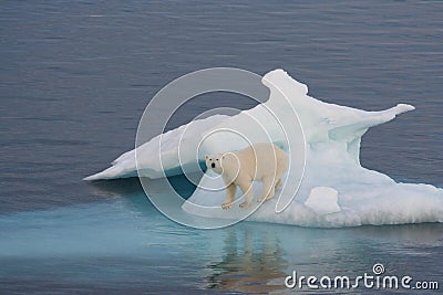 Polar Bear Stock Photo