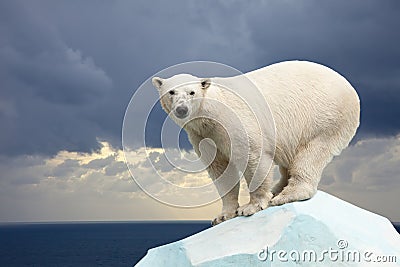 Polar bear against sea landscape Stock Photo