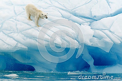 Polar Bear Balancing Stock Photo