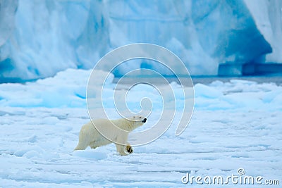 Polar bear with blue iceberg. Beautiful witer scene with ice and snow. Polar bear on drift ice with snow, white animal in the Stock Photo