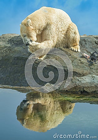 Polar bear cleaning its paws Stock Photo