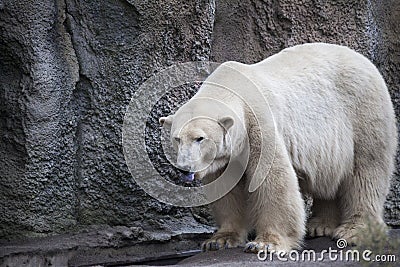 Polar bear close-up at the zoo. A large male polar bear walking in the zoo aviary. Stock Photo