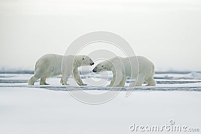 Polar bear couple cuddling on drift ice in Arctic Svalbard Stock Photo