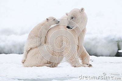 Polar bear with cub Stock Photo