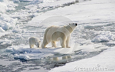 Polar bear and cub Stock Photo
