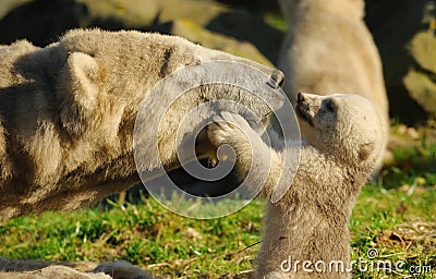 Polar bear and cub Stock Photo