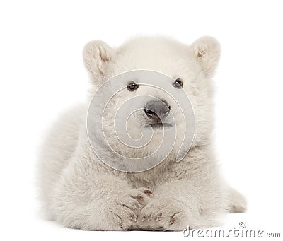 Polar bear cub, Ursus maritimus, 3 months old Stock Photo