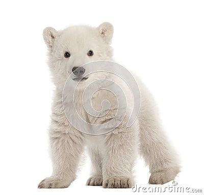 Polar bear cub, Ursus maritimus, 3 months old Stock Photo