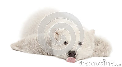 Polar bear cub, Ursus maritimus, 3 months old Stock Photo