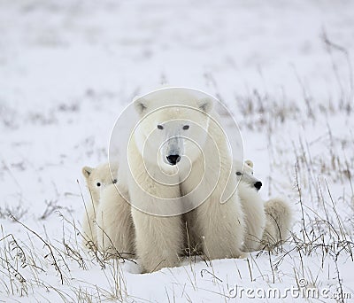 Polar she-bear with cubs. Stock Photo