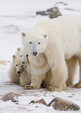 Polar bear with a cubs in the tundra. Canada. Cartoon Illustration