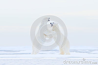 Polar bear dancing on the ice. Two Polar bears love on drifting ice with snow, white animals in the nature habitat, Svalbard, Stock Photo