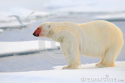 Polar bear, dangerous looking beast on the ice with snow, red blood in the face in north Russia Stock Photo