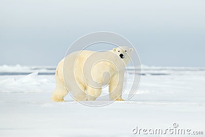 Polar bear on drift ice edge with snow a water in Arctic Svalbard. White animal in the nature habitat, Norway. Wildlife scene from Stock Photo