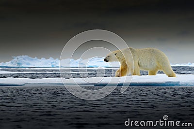 Polar bear on drift ice edge with snow and water in Norway sea. White animal in the nature habitat, Europe. Wildlife scene from Stock Photo