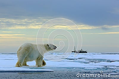 Polar bear on the drift ice with snow, blurred cruise vessel in background, Svalbard, Norway Stock Photo