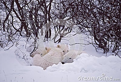 Polar bear family Stock Photo