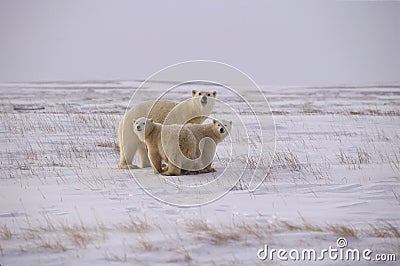 Polar bear family Stock Photo