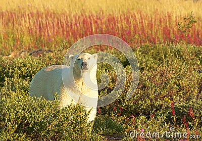 Polar Bear and Fire Weed 1 Stock Photo