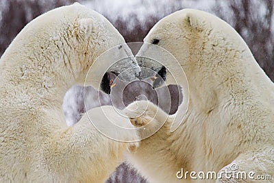 Polar bear fist bump Stock Photo