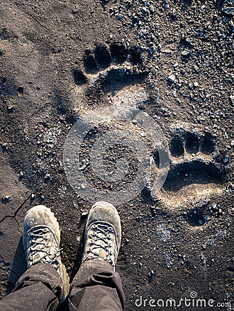 Polar bear footprints Stock Photo