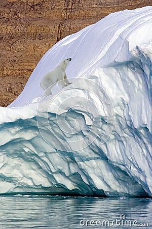 Polar Bear - Franz Joseph Fjord - Greenland Stock Photo