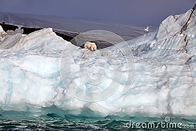 Polar bear and glaucous gull on iceberg Stock Photo