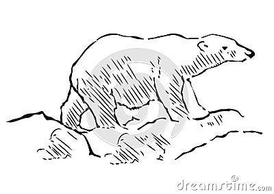 Polar bear hand drawn illustration. Walking polar bear, side view Vector Illustration