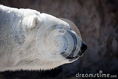 Polar Bear Head Shot in Profile Stock Photo