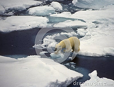 Polar Bear on Ice, Svalbard Stock Photo