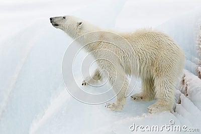 Polar bear on iceberg Stock Photo