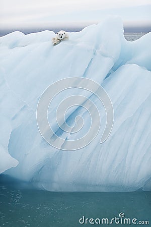 Polar bear on iceberg Stock Photo