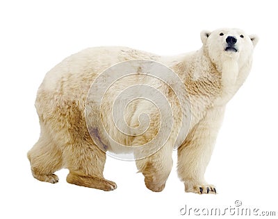 Polar bear. Isolated over white Stock Photo