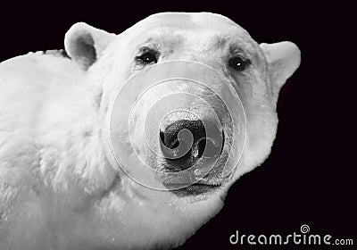 polar bear isolated on black background Stock Photo