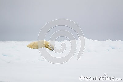 Polar bear lazing about on the Arctic ice Stock Photo