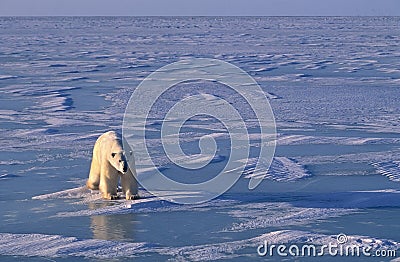 Polar bear, low bright side light in Arctic Stock Photo