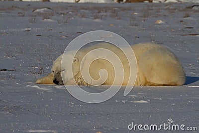 A polar bear lying down with paws stretched and taking a nap Stock Photo