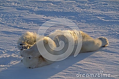 Polar bear lying on snow in Canadian Arctic Stock Photo