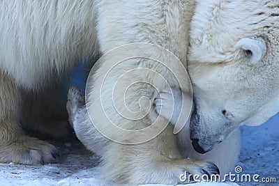 Polar bear mom with twins. Stock Photo