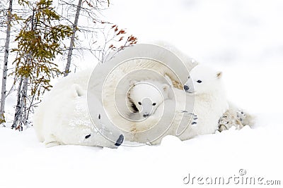 Polar bear mother with two cubs Stock Photo