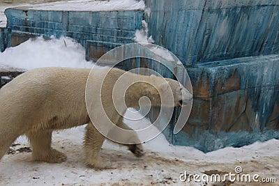 Polar bear Stock Photo