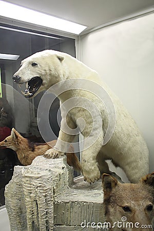 Polar Bear Editorial Stock Photo